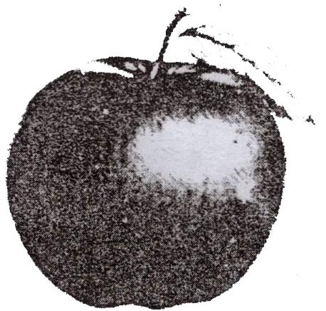 ইনসানিয়াত বিপ্লব বাংলাদেশ দলের লোগো