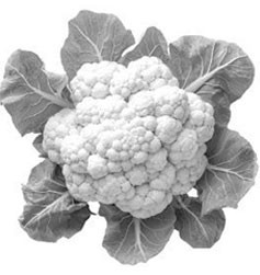 বাংলাদেশ ডেভেলপমেন্ট পার্টি দলের লোগো